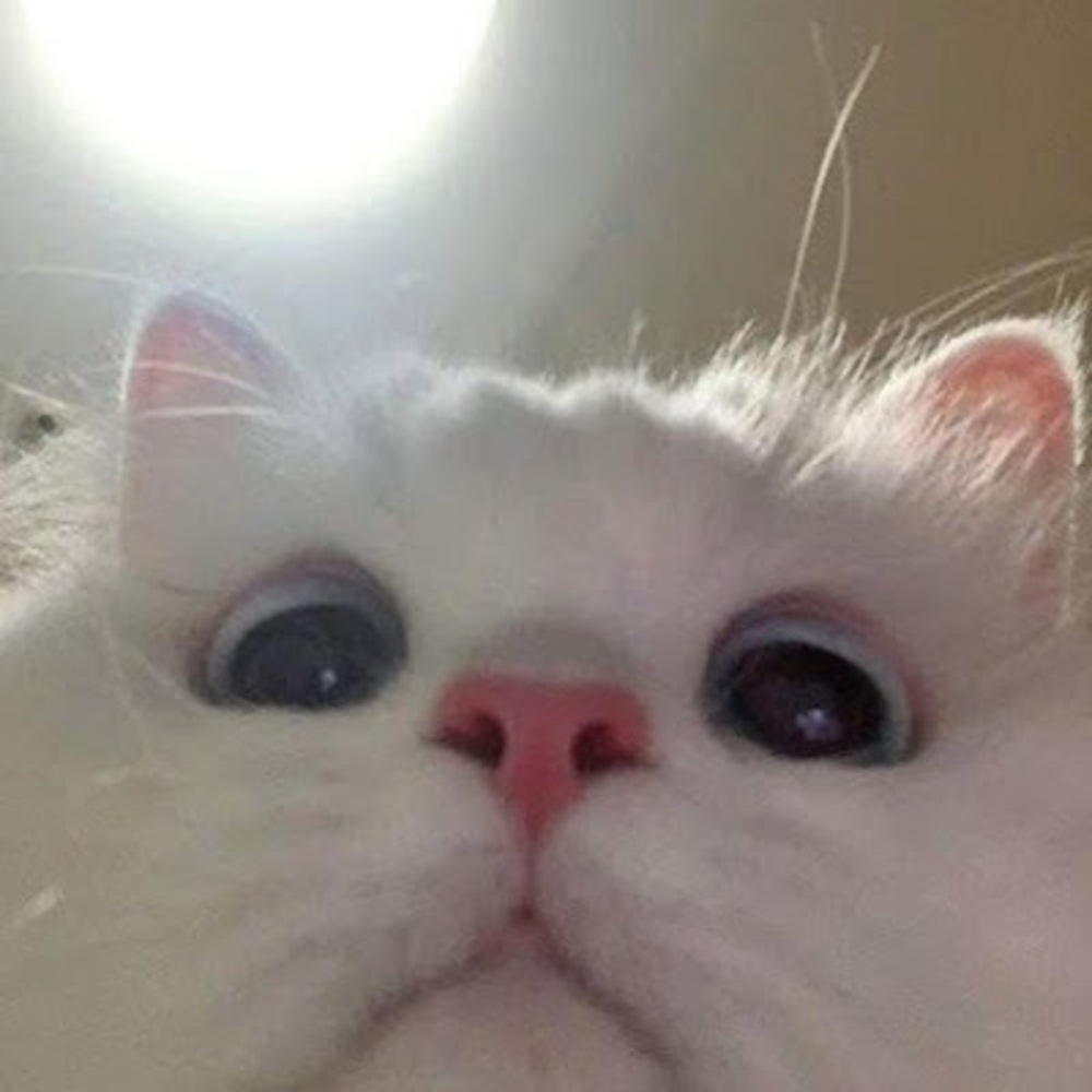 Meet your Posher, Yoona